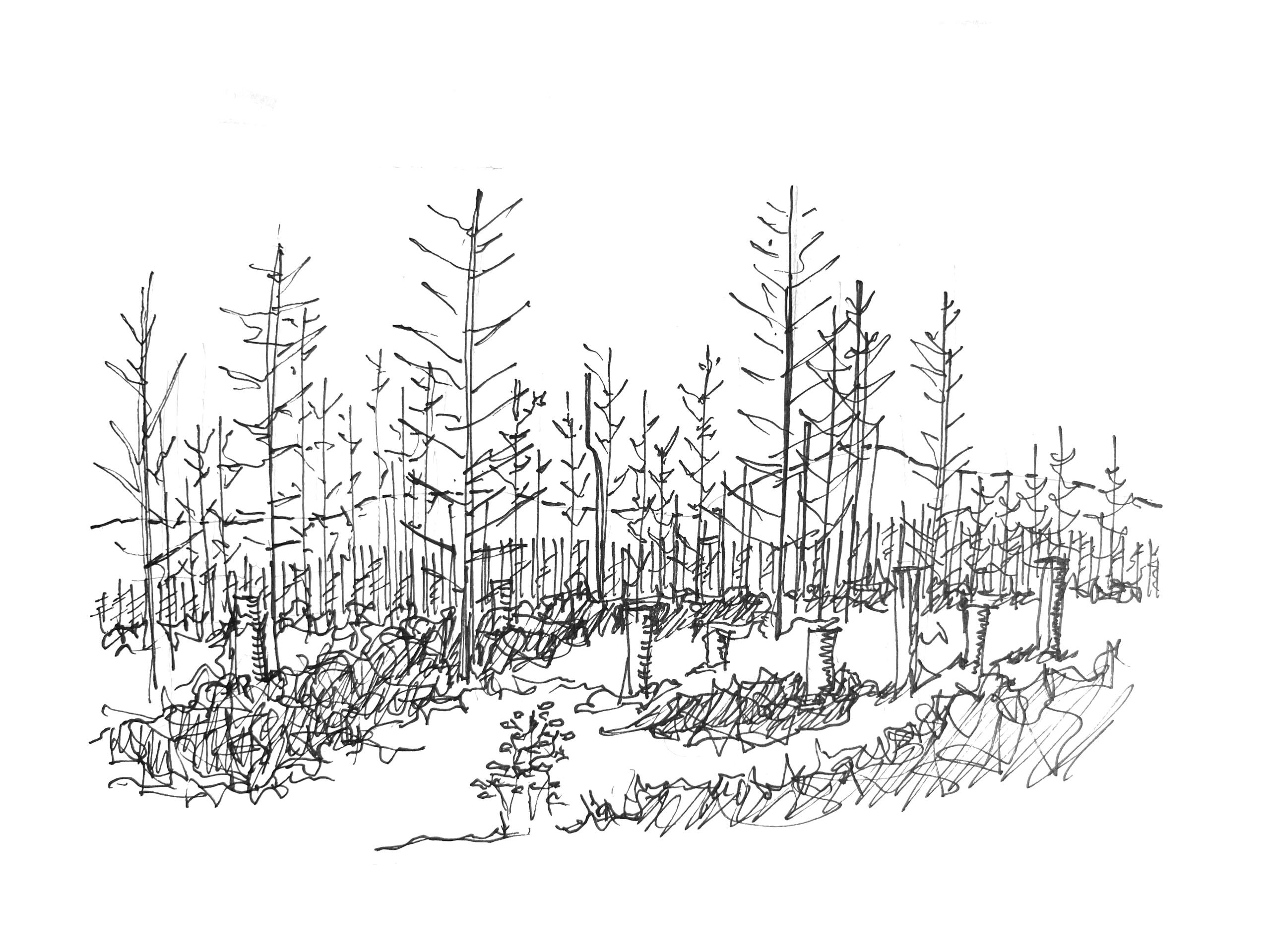 24_Rennsteig, Thüringen 2024